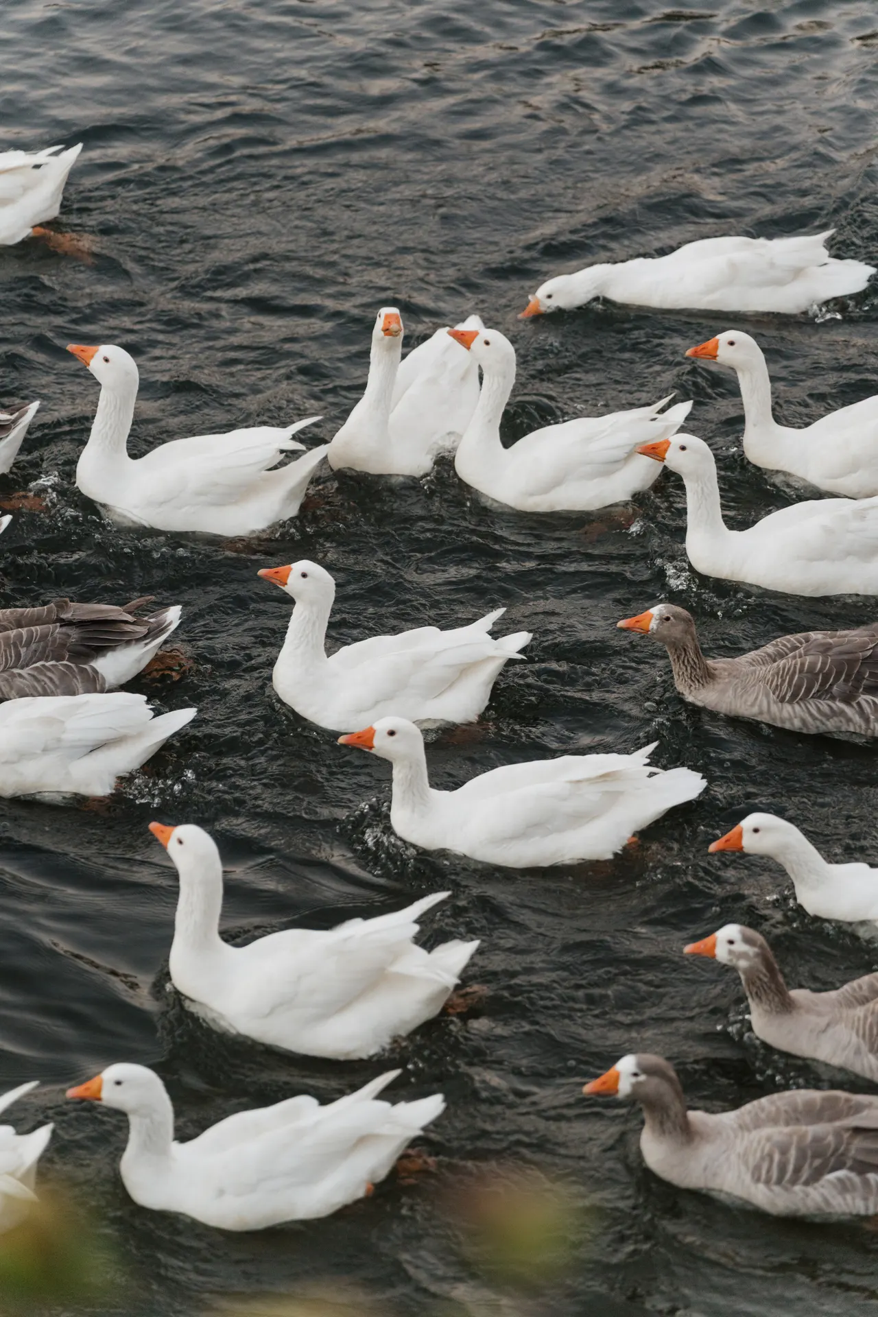 White geese gliding across dark water at the wedding venue